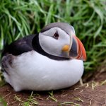 puffin birb