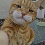 Cat Selfie