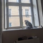 Cat looking through window