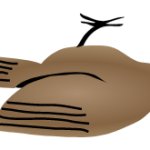 Dead bird