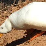 pato's announcement