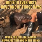 One of Those Days | DID YOU EVER JUST HAVE ONE OF THOSE DAYS; WHEN YOU FEEL LIKE A BABY HIPPO JUST BIT YOU IN THE SHIN? | image tagged in moo deng bite,rough day,baby hippo,memes | made w/ Imgflip meme maker