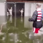 Man's best friends OK! | Happy Ending to 
Hurricane Havoc | image tagged in gifs,dogs,rescued,happy happy boys,hurricane,happy ending | made w/ Imgflip video-to-gif maker