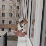 Cats in Ohio