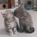 Cat kisses ely GIF Template