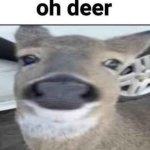 oh deer