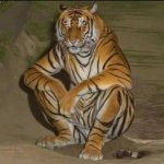 Blursed Sitting Tiger