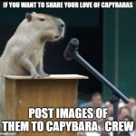 Plz do | IF YOU WANT TO SHARE YOUR LOVE OF CAPYBARAS; POST IMAGES OF THEM TO CAPYBARA_CREW | image tagged in capybara | made w/ Imgflip meme maker