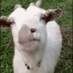 Goat meme GIF Template