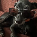 Black dog cool shades