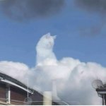 God’s cat