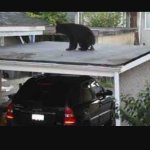 Bear carport