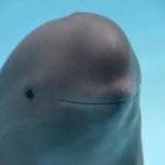 smiling dolphin