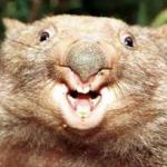Literal Wombat