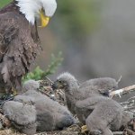 baby eagles