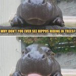 Hiding Hippos | WHY DON'T YOU EVER SEE HIPPOS HIDING IN TREES? BECAUSE THEY'RE REALLY GOOD AT IT. | image tagged in corny hippo,funny memes,animals,hippopotamus | made w/ Imgflip meme maker