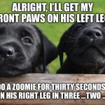 Nothing loves like a Lab | ALRIGHT, I’LL GET MY FRONT PAWS ON HIS LEFT LEG. YOU DO A ZOOMIE FOR THIRTY SECONDS THEN JUMP ON HIS RIGHT LEG IN THREE …TWO … ONE …. | image tagged in two labrador puppies | made w/ Imgflip meme maker