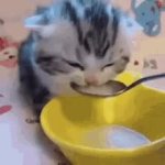 kitteee GIF Template