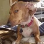 Sus dog GIF Template