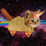 Bacon Taco Cat