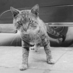 Old kitty picture