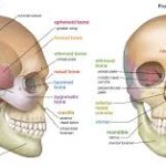 skull emoji detailed