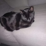 Black cat content on white couch