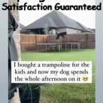 Happy, Happy Boy! | Spring-Loaded; Satisfaction Guaranteed | image tagged in gifs,trampoline,dog,funny,happy,fun times | made w/ Imgflip video-to-gif maker