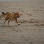 Dog running on beach