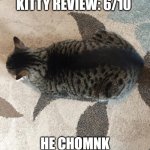 gato is yuuuge | KITTY REVIEW: 6/10; HE CHOMNK | image tagged in chunky gato | made w/ Imgflip meme maker