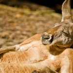 Kangaroo chill