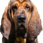 Bloodhound Dog