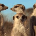 meerkat GIF Template