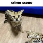 crime scene meme