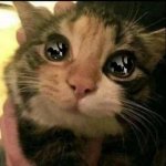 domestic abuse cat meme