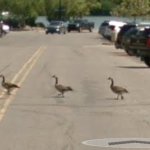 Geese, but The Beatles