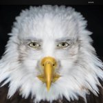 eagle stare template