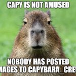 share your love of capys or they will hunt u down | CAPY IS NOT AMUSED; NOBODY HAS POSTED IMAGES TO CAPYBARA_CREW | image tagged in capybara is not amused | made w/ Imgflip meme maker