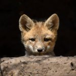 Trench Fox