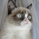 Grumpy cat surprised