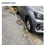 Parked Cars... I Mean Cats. Love It. meme