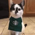 Starbucks Cat