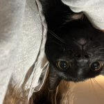 Anxiety cat