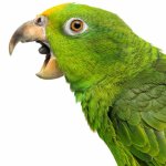 Green parrot screaming