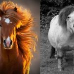 horse haircut expectation v reality