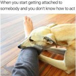 Being Attached. Relatable | image tagged in dog,doggo,puppy,love,cute,pets | made w/ Imgflip meme maker