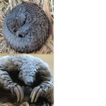 Pangolin Hotline Bling