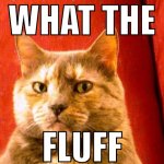 Suspicious Cat Meme | WHAT THE; FLUFF | image tagged in memes,suspicious cat | made w/ Imgflip meme maker