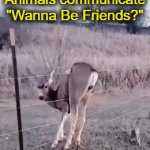 Word got out! Awww... | Animals communicate
"Wanna Be Friends?" | image tagged in gifs,animals,deer,friends,wholesome content,loving animals | made w/ Imgflip video-to-gif maker