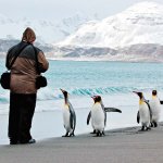 penguin asking for directions